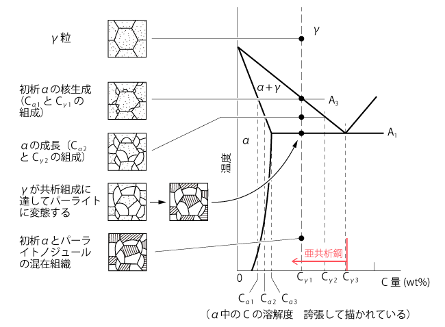 熱間加工温度から徐冷による亜共析鋼のミクロ組織変化（オーステナイト→パーライトと初析αへの変態）