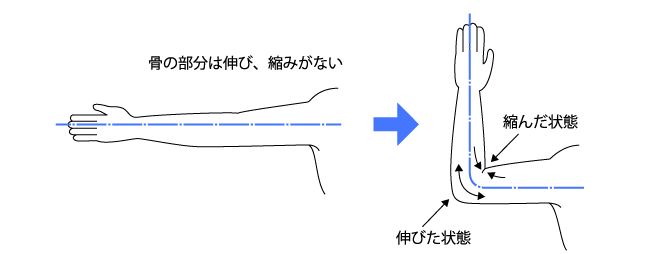 腕の曲げ伸ばし