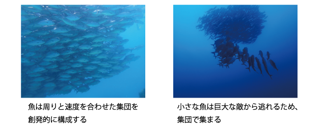 ギンガメアジの集団行動（フィリピン、バリカサグ）