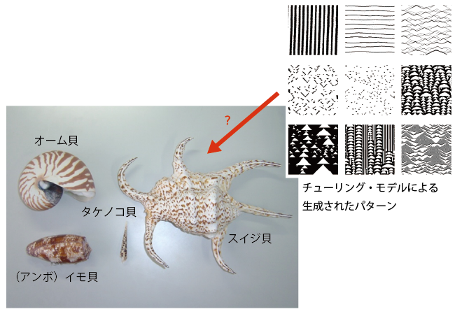貝の模様とチューリング・モデル