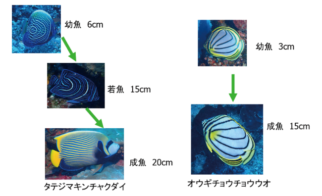 タテジマキンチャクダイとオウギチョウチョウウオの紋様の変化