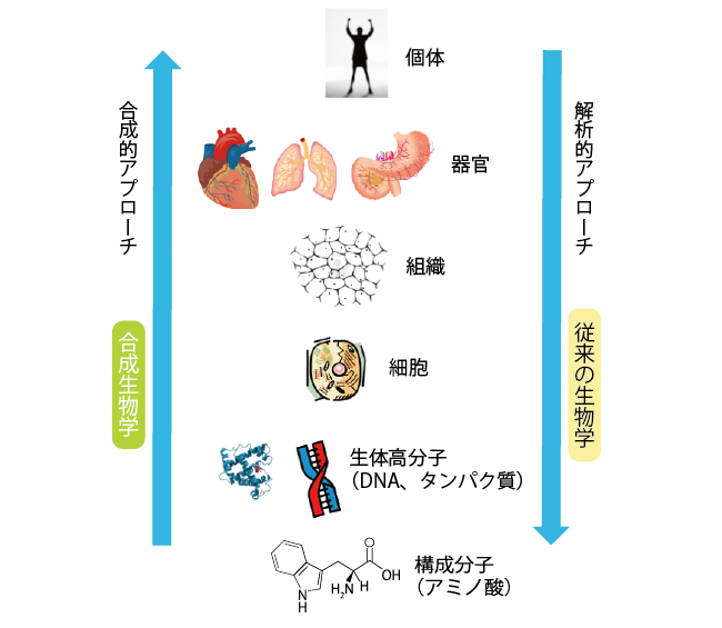 合成生物学vs.従来の生物学