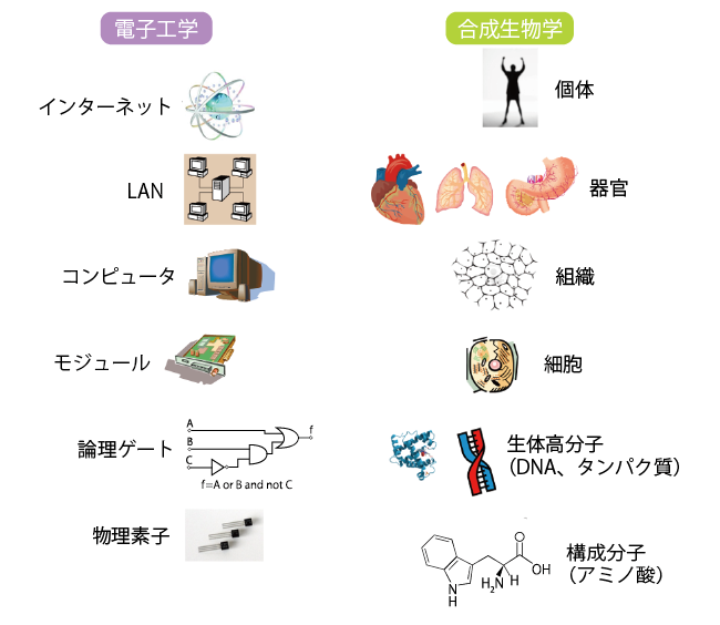 電子工学と合成生物学