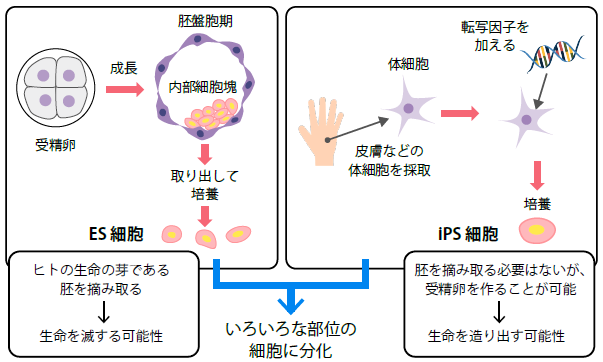 ES細胞とiPS細胞の比較と倫理