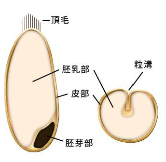 小麦粒の断面