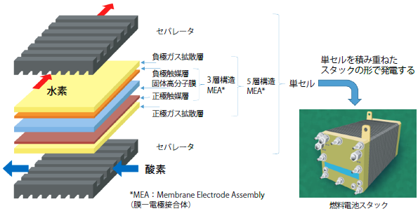 PEFCのセル構造の概要脳